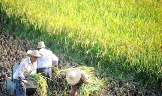 “种地不挣钱，不种地我干啥呢?”农村老人1句话道出了实情