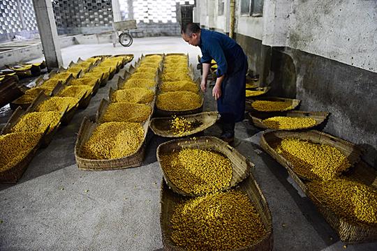 传统古法酿酒_图片大全—全景创意图库（quanjing.com）中国领先的正版图片视频素材网站
