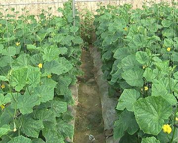 石家庄市哪里有黄瓜基地