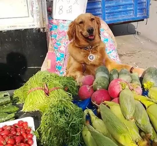 大金毛帮主人守摊卖菜,生意好到爆!