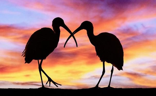 丹顶鹤的爱情图片