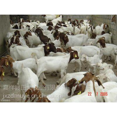 【养羊挣钱吗高架养羊】价格