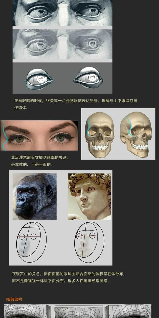 头部结构解析分享来自--acg刺猬---微博