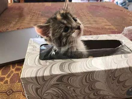宠物正文网友找猫一小时怎么都找不到,叫也不回应,都快急哭了