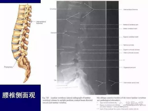 宝宝脊柱成型的关键时期有哪些