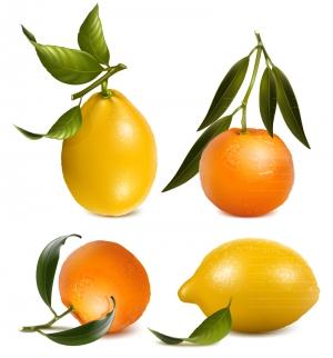4款新鲜橙子和柠檬矢量素材
