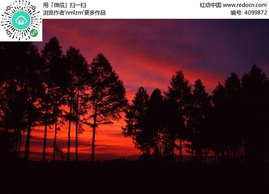 松树暮色剪影图片,高清大图_森林树林素材