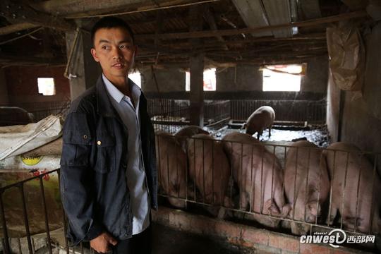陕南80后小伙返乡务农：养猪养蚕啥都干年入20多万