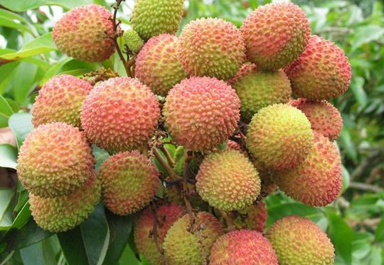妃子笑荔枝-荔枝园美食-增城甜岩荔枝生产基