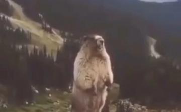 尖叫土拨鼠表情包抽搐gif动图