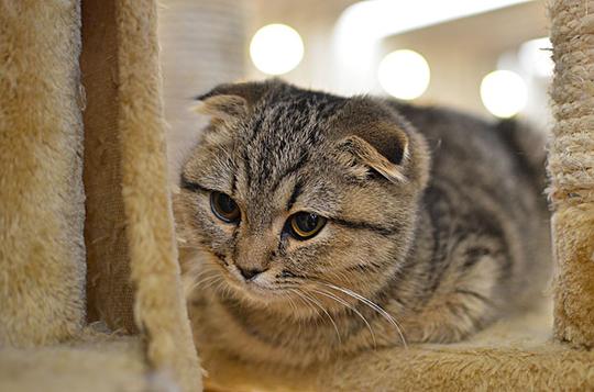 室内的宠物猫_图片大全—全景创意图库（quanjing.com）中国领先的正版图片视频素材网站