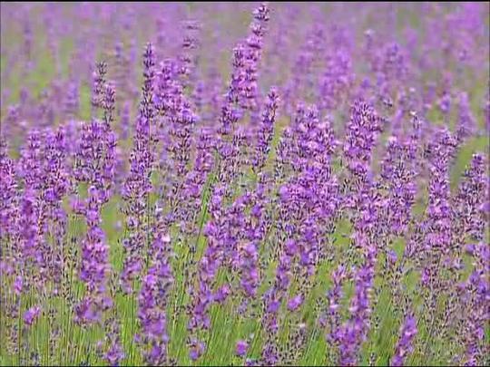 薰衣草_640x480_高清视频素材下载(编号:1371776)__vj