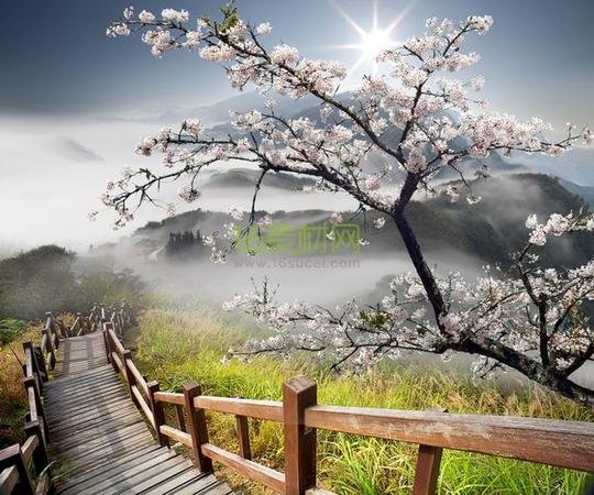 山庄梅花唯美风景高清图片-素材中国16素材网