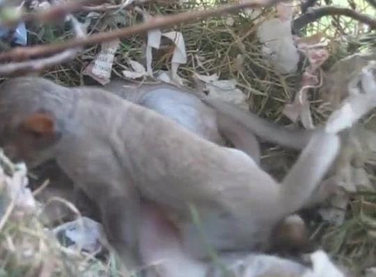 四川方言搞笑动物配音:农村小黄鸭成精追着黑猫打,笑