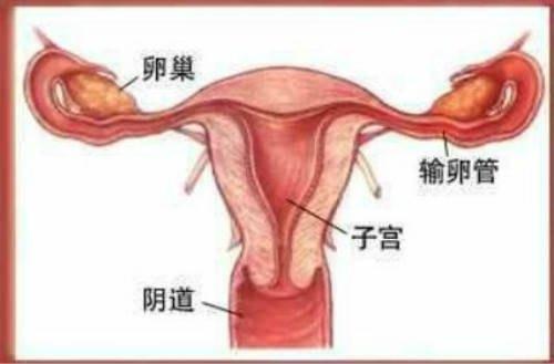 子宫内膜增厚怎么预防复发