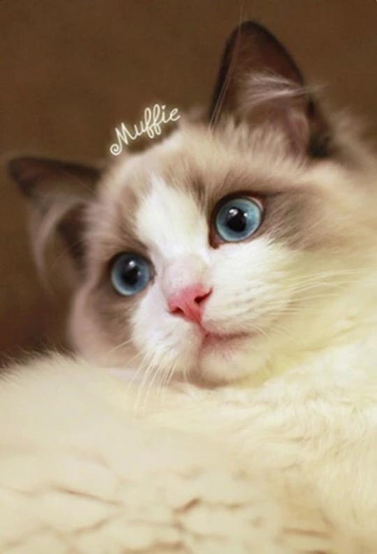 搞怪个性猫咪可爱动物大眼猫萌娃萌萌哒甜美系动物锁屏壁纸