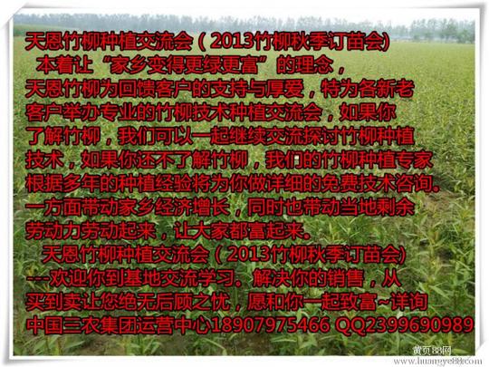 农村高回报发财投资创业致富项目天恩竹柳,中国三农集团江西中心