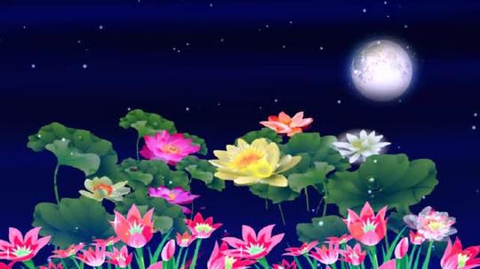 明月荷花星星动态背景视频素材