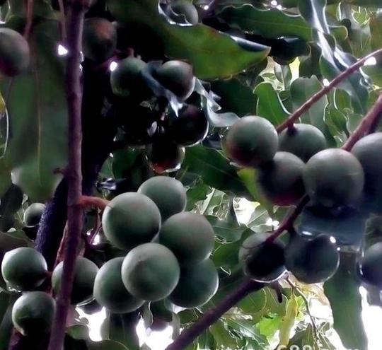 广西果树苗果苗新品种澳洲坚果苗农场种植致富项目果树苗批