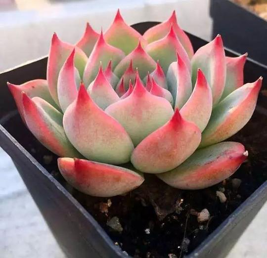 多肉植物|像极了莲花的吉娃莲!