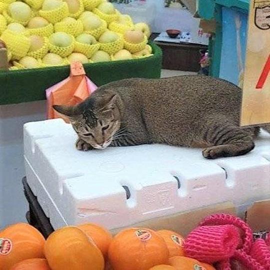 肥猫长相好似猕猴桃，迷糊中还不忘帮主人招揽生意，只为赚取鱼干