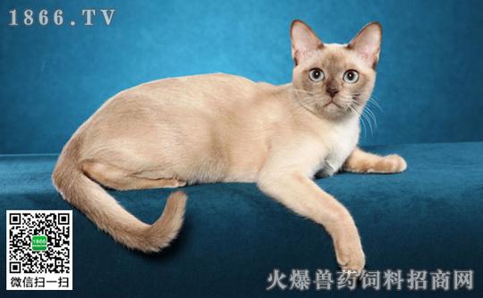 东奇尼猫属于冷门毛,国内很少,是英美两地用暹罗猫和缅甸猫杂交