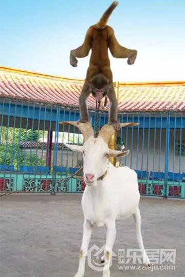 猴子和羊是一对黄金搭档