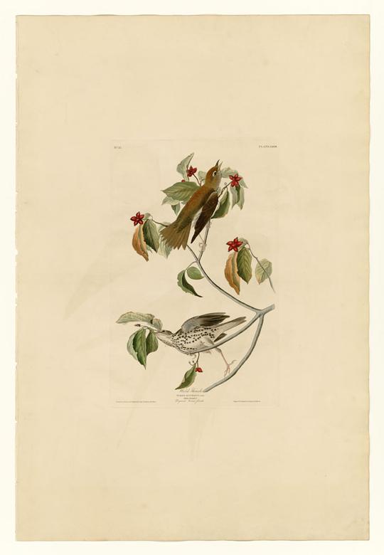 &lt;strong&gt;画眉&lt;/strong&gt;鸟图片