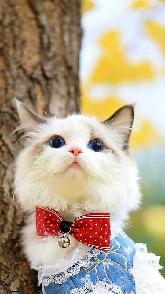 手机壁纸|超萌可爱潮流猫咪高清全面屏手机壁纸手机锁屏分享