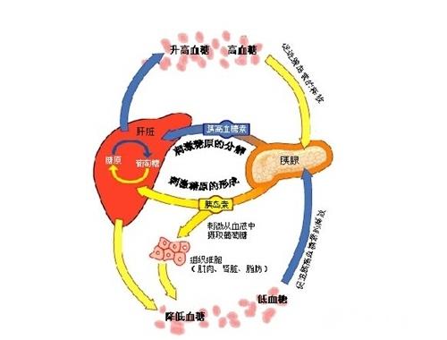 早产儿和足月儿的智力发育时间有什么区别