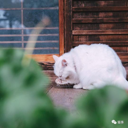 猫伙食都很不错,每只都是圆滚滚的,可惜不让摸,逃的可快了,一眨眼也