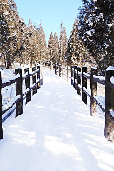 雪景中的林间小路_图片大全—全景创意图库（quanjing.com）中国领先的正版图片视频素材网站