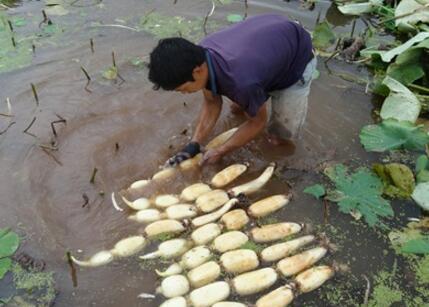 2017年莲藕价格预测及种植成本效益分析种莲藕赚钱吗