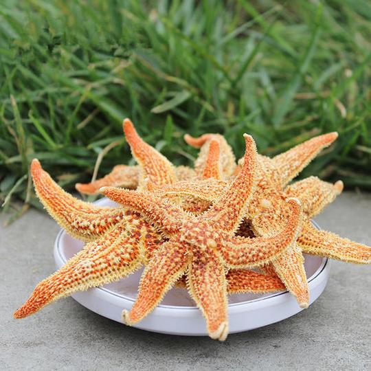 海岛天然野生船晒深海干海星解痰散结泡酒海盘车海鲜干货