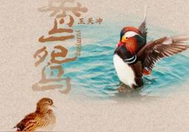 鸳鸯(王天冲)