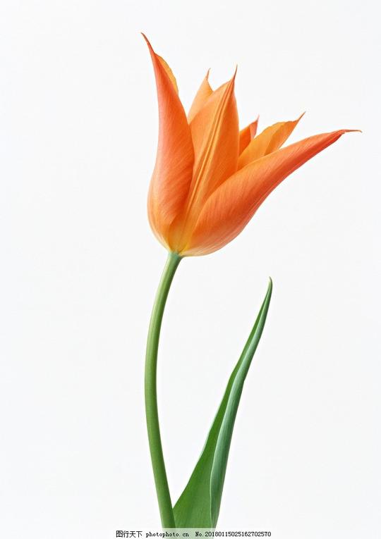 黄色鲜花花朵花语花艺花叶绿叶鲜花物语摄影花草植物树木