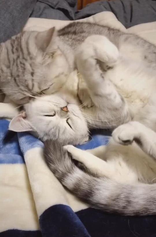 两只猫咪在床上运动，狠狠撒一批狗粮，单身狗要被虐哭