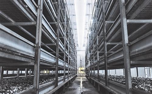 县财政每年还拿出1000万元资金对全县返乡创业的农业项目给予扶持.