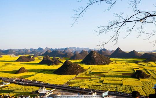 罗平油菜花云南公鸡山罗平坝花海旅游名胜摄影国内旅游