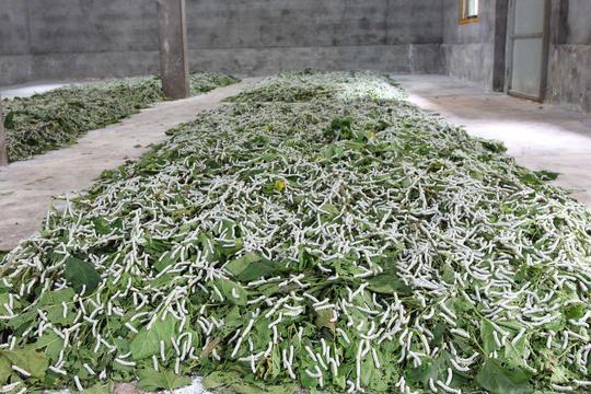 种桑养蚕魅力不减,三产融合释放巨大经济效益