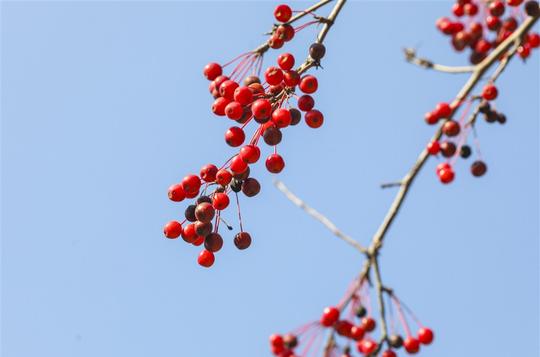 秋天唯美红色相思豆素材