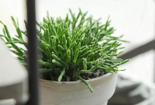 室内植物养殖方法