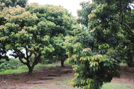 在大岭山阿吉荔枝园,大部分荔枝树花开得少除了不够冷的气候原因