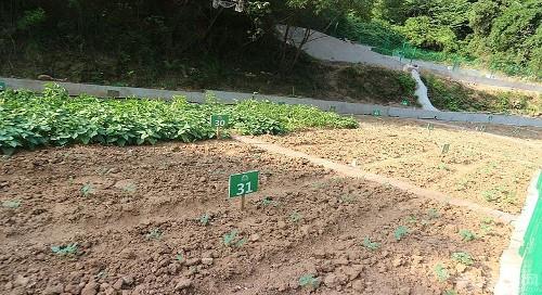 小伙花一万回乡创业,在地里安装十个探头,获取二十万额外现金!
