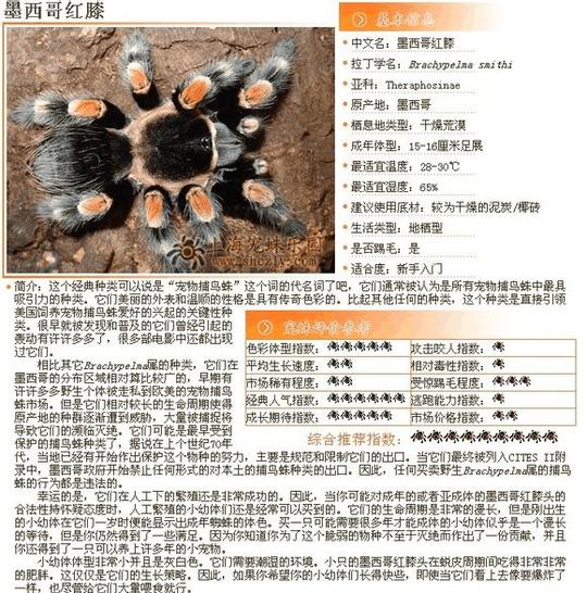 捕鸟蛛图鉴