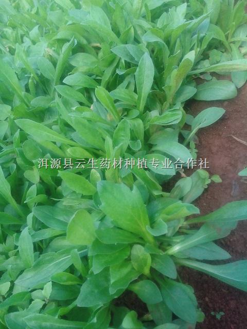 南旱半夏种茎,白芨种茎,续断种子及成品,云木香种子及成品生意