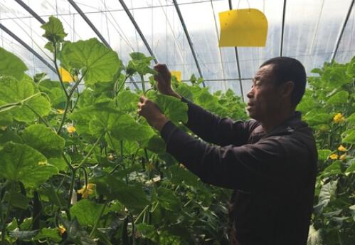 临沂小额扶贫信贷为沂南村民插上创业增收的翅膀