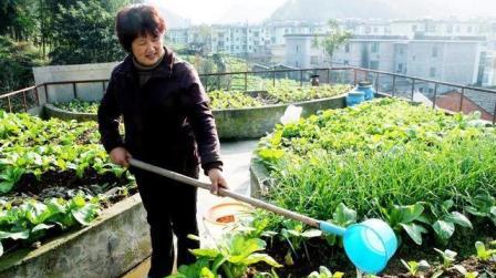 农村新型赚钱方式,既省地又省心,农民快来瞧瞧吧!