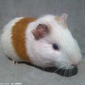 哺乳纲啮齿目下的科
