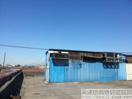 晟翔信鸽俱乐部14日200公里放飞,验鸽视频照片!